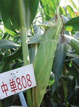 玉米新品种中单808