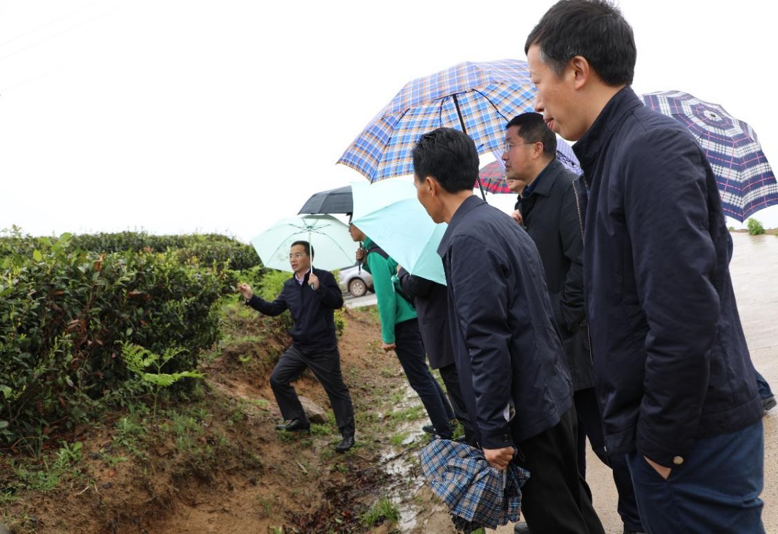 曾建明扎根秦巴山区科技助力茶香